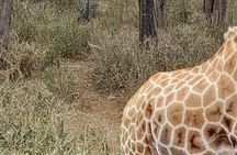 Day Tour to Nairobi national park, Elephants, and Giraffe Center 