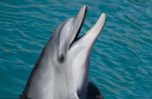 Dolphin Watching & Snorkeling in Key West with Sunset Dinner Cruise and Open Bar