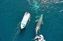 Gray Whale Watching Tour with Marine Biologist and Small Group