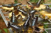 Kuala Lumpur Park Tour: Orchid Garden, Butterfly Park & Bird Park