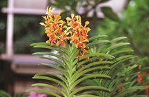 Kuala Lumpur Park Tour: Orchid Garden, Butterfly Park & Bird Park