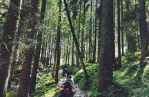 One Private Night Stay in a Tree House with Hike and Bushwalking