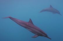 Private tour observing and swimming with humpback whales in Moorea