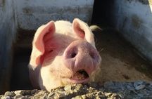 Naxos Farm Experience and cheese making 