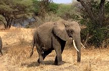 3-Day Adventure Camping Safari to Tarangire, Ngorongoro Crater, and Lake Manyara
