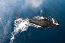 Private Whale Watching Tour of Oahu