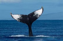 Private Whale Watching Tour of Oahu