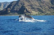 Private Whale Watching Tour of Oahu