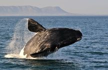 Hermanus Whales and Wine Full Day Private Tour 