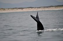Hermanus Whales and Wine Full Day Private Tour 