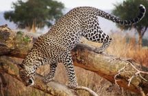 2-Days Camping Safari Tarangire and Ngorongoro Crater
