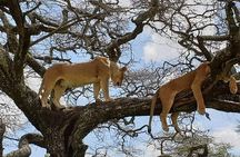 2-Days Camping Safari Tarangire and Ngorongoro Crater
