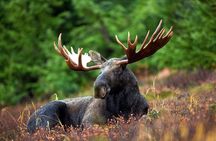 Small-Group Moose Wild Safari from Rovaniemi