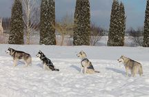 Husky Dog Sledding Tour From Riga