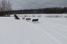 Husky Dog Sledding Tour From Riga