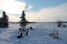 Husky Dog Sledding Tour From Riga