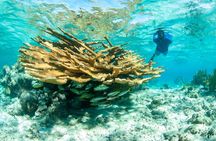 Snorkel Eco Tour