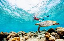 Snorkeling with Turtles and Cenotes