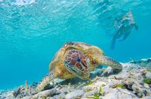 Snorkeling with Turtles and Cenotes