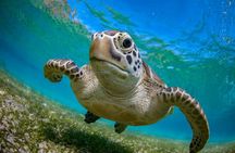 Snorkeling with Turtles and Cenotes