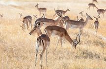 Boat Cruise And Game Drive in Chobe National Park 