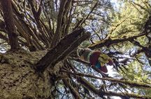 Sunset Tree Climb at Silver Falls State Park
