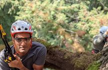 Sunset Tree Climb at Silver Falls State Park