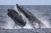 Sunset Whale Watch Tour in Monterey