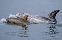Sunset Whale Watch Tour in Monterey