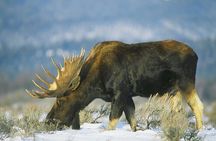 Wildlife Safari, Elk Refuge Sleigh Ride, Winter Camp Igloo Dinner