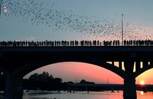 Guided Sunset Bat Kayak Tour in Austin