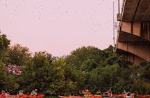 Guided Sunset Bat Kayak Tour in Austin