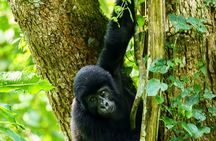 Private 3 Day Gorilla Trekking Safari in Uganda
