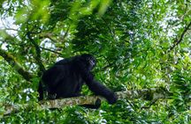 Private 3 Day Gorilla Trekking Safari in Uganda