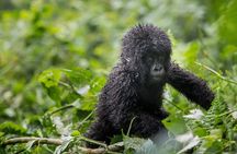 Private 3 Day Gorilla Trekking Safari in Uganda
