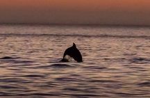 Dolphin Watching Nature Cruise and Eco Tour from Hubbard's Marina in John's Pass