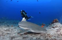 Private 5 Day Morotai Scuba Diving Trip