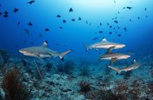 Private 5 Day Morotai Scuba Diving Trip