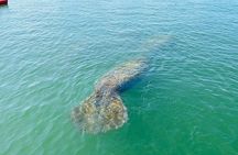 Kayak Tour Marco Island and Naples