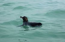 Isabela Island Tour in Galapagos with Kayak 