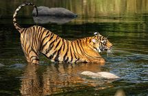  7 Days Private Tour of Taj Mahal, Tigers, Palace and Forts of India