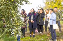 Jaén Discover the Secrets of Olive Oil: Tour & Sensory Tasting