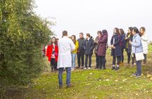 Jaén Discover the Secrets of Olive Oil: Tour & Sensory Tasting