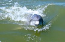 Hilton Head Island Dolphin Boat Cruise