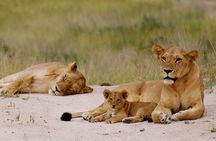 3-Days Private Nyerere NP Game Drive and Boat safari tour