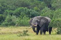 3 Days Best of Queen Elizabeth National Park Wildlife Tour
