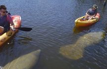 Guided Kayak Dolphin Eco Tour in Pelican Bay