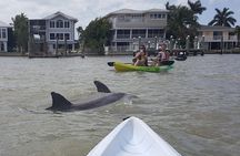 Guided Kayak Dolphin Eco Tour in Pelican Bay
