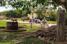 Coffee Farm Tour: Explore the Flavors of São Paulo’s Countryside