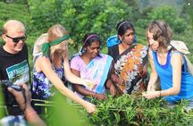 Private Galle Day Tour with Boat Safari & Tea Factory Visit - All Inclusive